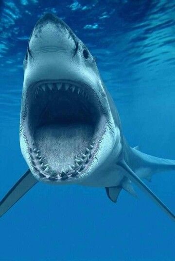 Deadly Animals, Creature Marine, Fauna Marina, Water Life, Shark Week, White Sharks, Great White Shark, Ocean Creatures, Underwater World