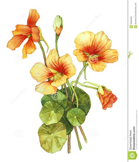 Nasturtium Flower, Illustration Botanique, Botanical Painting, Leaf Art, Flower Illustration, Art Floral, Orange Flowers, Botanical Illustration, Botanical Art