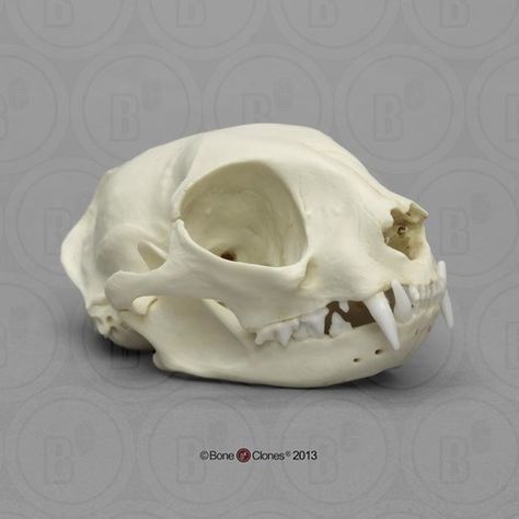 Tiger Skull, Skull Reference, Animal Skeletons, Animal Skull, Vulture Culture, Cat Skull, African Lion, Bird Skull, Animal Bones