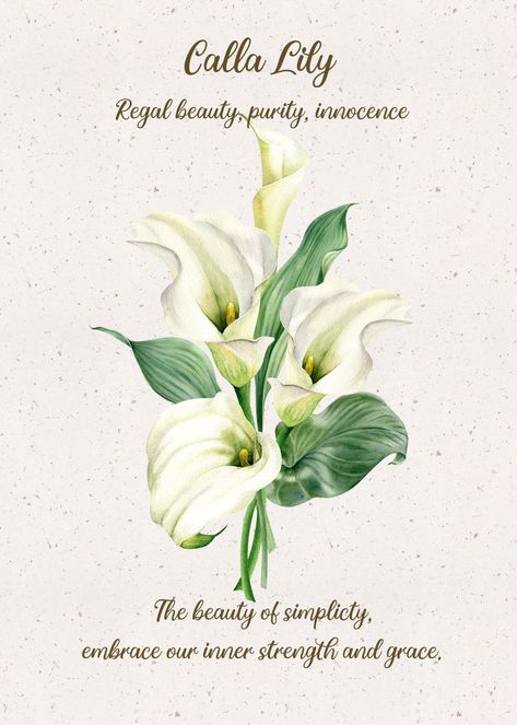 'Calla Lily Flower Language' Poster by XandYart | Displate Lily Meaning, Flower Dictionary, Different Kinds Of Flowers, Calla Lily Flower, Flower Language, Calla Lily Flowers, Plant Book, Flower Guide, Flower Meanings