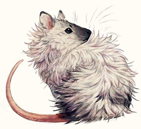 Fluffy Rat, Pet Mice, Cute Rats, Pet Rats, Animal Sketches, Cute Animal Drawings, Soft Sculpture, Creature Art, 귀여운 동물