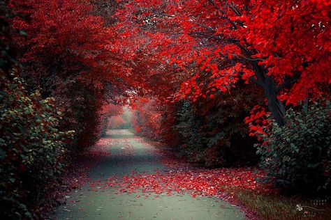 Iphone Wallpaper Fall, Most Beautiful Wallpaper, Red Tree, Autumn Nature, Autumn Scenery, Tree Wallpaper, Letting Go Of Him, Beautiful Nature Wallpaper, Leaf Wallpaper