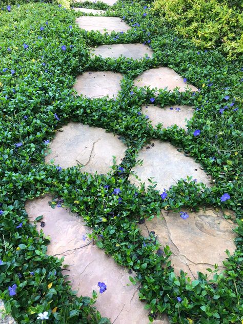 Stone Path Garden Walks, Hobbit Walking Path, Garden Ground Ideas, Clover Lawn Backyard, Clover Walking Path, Clover Garden Path, Clover Lawn With Pavers, Living Walkway, Clover Backyard