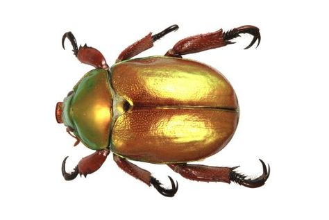 King beetle Christmas beetle Christmas Beetle, Golden Beetle, Beetle Tattoo, Beetles, The Christmas, Cosmos, Magazine, Christmas