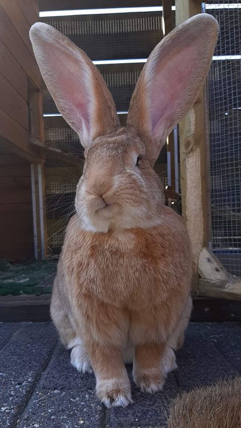 Bunny Sheds, Cutest Bunnies, Flemish Giant Rabbit, Giant Bunnies, Cutest Bunny Ever, Giant Rabbit, Rabbit Farm, Flemish Giant, Giant Bunny