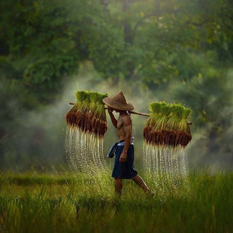 Rice field farmer Natural Place, Vietnam Voyage, Thailand Photos, Village Photography, Village Life, Jolie Photo, World Cultures, Vietnam Travel, People Of The World