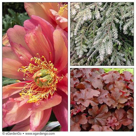 Tsuga Canadensis, Itoh Peony, Frost Moon, Plant Combos, Planting Combinations, Itoh Peonies, Canadian Hemlock, Julia Rose, Blue Foliage