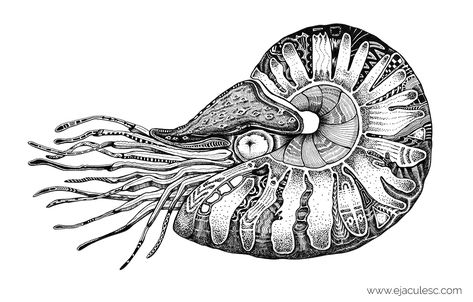 Nautilus Drawing, Nautilus Tattoo, Trippy Tattoo, Octopus Tattoo Design, Octopus Tattoo, Clip Art Vintage, Scientific Illustration, Sea Creature, Animal Sketches