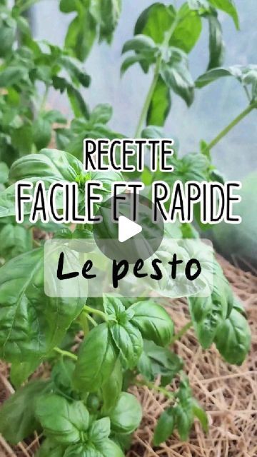 UNE JULIE VERTE | Vie à la ferme on Instagram: "Quand on me dit “basilic”, je pense tout de suite à “tomate” ou à “pesto”.  Alors comme mes basilics au potager sont super beaux, je vous partage ma recette de pesto ✨.  👉 LA RECETTE, fait en 15-20 min : 100 gr de feuilles fraîche de basilic 140 gr de noix de cajou / pignon de pin / noix de Grenoble 190 gr d'huile d'olive 3 gousses d'ail Du sel Je ne mets jamais de fromage car nous mangeons peu de produits laitiers mais libre à vous d’en rajouter. Dans ce cas, il faudrait mettre 100 gr de parmesan et seulement 40 gr de noix.  👉 Lavez le basilic, essuyez-le et mettez-le dans un mixeur. Rajoutez les autres ingrédients et mixez. Puis, faîtes des petites portions soit dans des moules à muffins ou dans des bacs à glaçons qui partiront au congéla Parmesan, Pesto, Muffins, Sauce