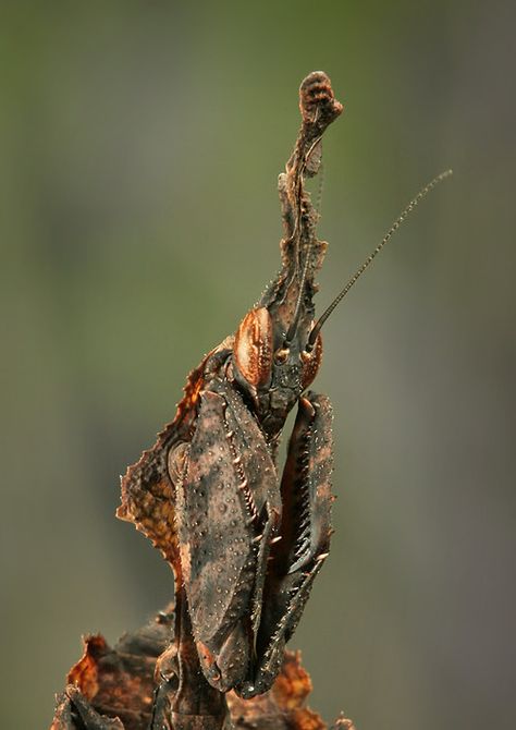 ghost mantis by `Blepharopsis Ghost Mantis, Weird Insects, Mantis Religiosa, Cool Insects, Cool Bugs, A Bug's Life, Beautiful Bugs, Praying Mantis, Unusual Animals