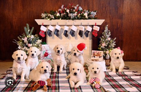 Christmas Puppy Litter Photoshoot, Litter Photoshoot, Puppy Litter Photoshoot Ideas, Photoshoot Ideas Christmas, Puppy Photoshoot, Puppy Litter, Puppy Photography, Retriever Puppies, Puppy Photos