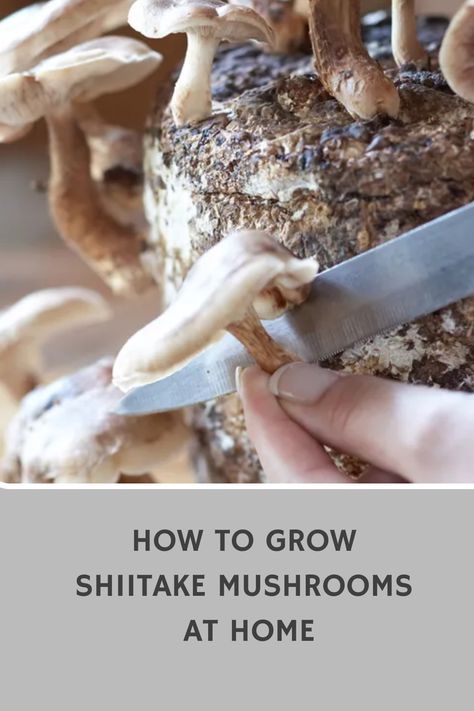 Growing Shiitake Mushrooms, Mushroom Guide, Container Potatoes, Growing Mushrooms At Home, Growing Sweet Potatoes, Sweet Gum, Mushroom Hunting, Shiitake Mushrooms, Square Foot Gardening