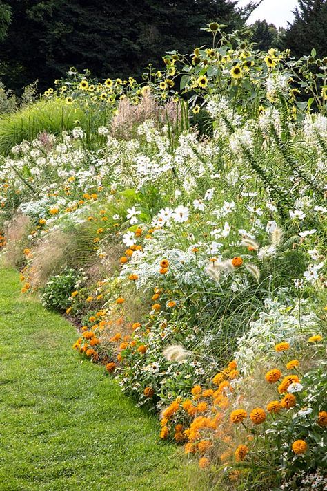 Zinnias Garden Ideas, Pennisetum Villosum, Cut Flower Garden Layout, Zinnias Garden, Cleome Spinosa, Flower Garden Layout, Zinnia Garden, House Gardening, Naturalistic Garden