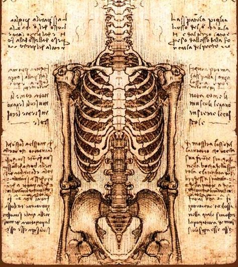 Leonardo Davinci Da Vinci Medical Drawings, Leonardo Da Vinci Skeleton, Leonardo Davinci Design, Davinci Art, Michael Angelo, Human Skeleton, Human Anatomy Art, Anatomy Sketches, Gcse Art