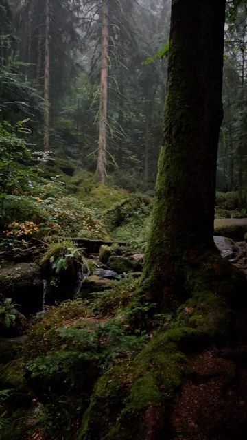 267K views · 127K likes | Michael Kagerer on Instagram: "Need more of these fairy tale forests in 2024 ✨🌿🌲 #folkscenery #outdoortones #moodygrams #folkgreen #nature #forest #blackforest #schwarzwald" Forest Travel Aesthetic, Fairy Tale Forest, Dense Forest, Forest Aesthetic, The Black Forest, Comics Story, Nature Forest, January 4, Fictional World