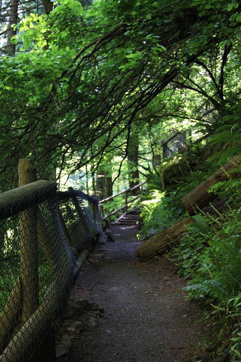 Part of the trail to Hardy Falls. Beacon Rock State Park, WA. 06/2018. Beacon Rock State Park, Awesome Anime, The Trail, Pretty Cool, State Park, State Parks, Washington, Country Roads, Trees