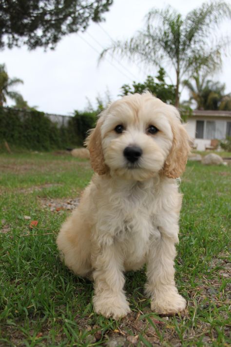 Cavapoo. Looks just like puppy! Blonde Cavapoo, White Cavapoo, Cavapoo Dogs, Puppy Dog Pictures, Teddy Bear Dog, Puppy Grooming, Dog Haircuts, Cockapoo Puppies, Cavapoo Puppies