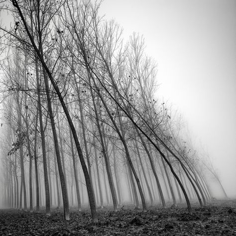 Force Of Nature, Tree Photography, The Fog, Pics Art, The Force, Landscape Photos, Arbor, Black And White Photography, Belle Photo