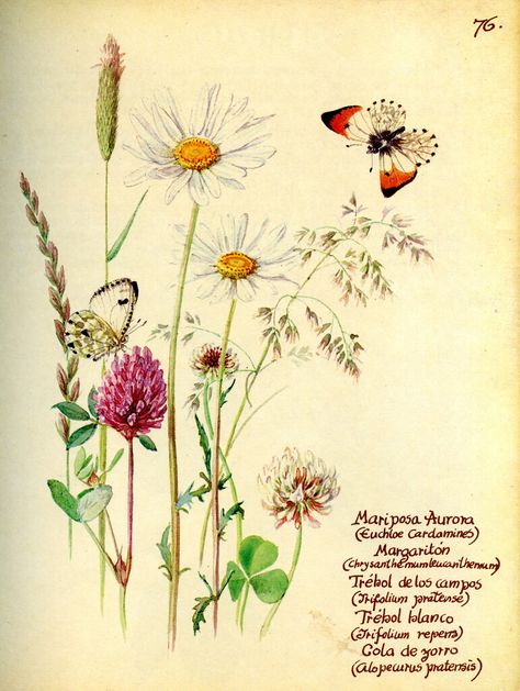 Junio: Edith Holden | manuel m. v. | Flickr English Flowers, Edith Holden, Photo Tag, Nature Tattoo, Colour Painting, Vintage Botanical Prints, Nature Tattoos, Botanical Drawings, Old Book