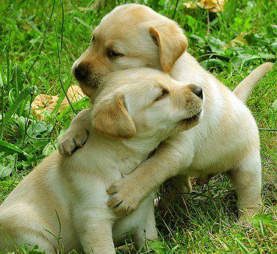 Lab Puppy Love! Puppy Hug, Lab Puppies, One Of Those Days, Labrador Puppy, Those Days, Baby Dogs, Beautiful Dogs, 귀여운 동물, Animals Friends