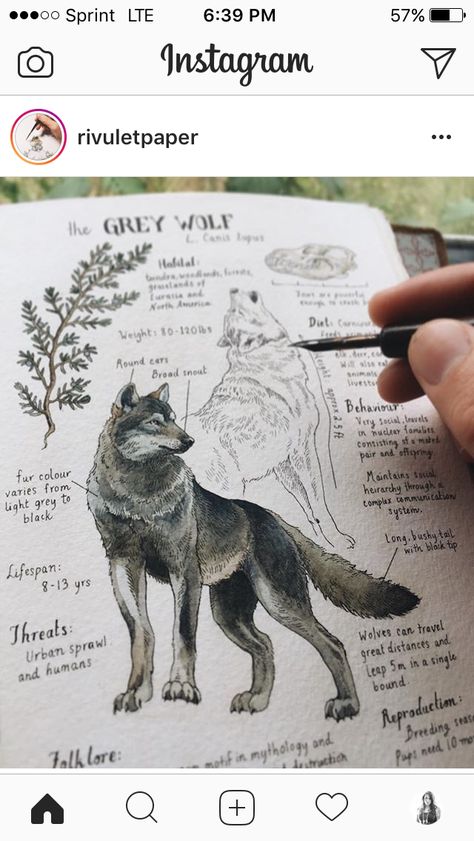 Seni 2d, Arte Sketchbook, Arte Inspo, Grey Wolf, Fete Anime, A Wolf, Wolf Art, Animal Sketches, A Pen