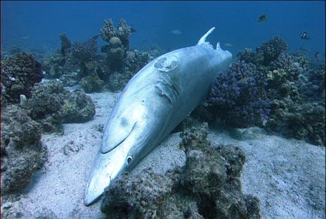 Crimes Against Marine Life Exhibit ... shark finning is animal cruelty at its worst! Shark Finning, Types Of Sharks, Species Of Sharks, Breathing Underwater, Animal Print Wallpaper, Shark Fin, Ocean Conservation, The Shark, Reference Book