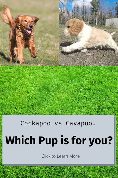 Pinterest Pin for Cockapoo vs Cavapoo Cockapoo Vs Cavapoo, Puppy Facts, Selective Breeding, Dog Family, Doodle Puppy, Doodle Dog, Eyes Problems, Springer Spaniel, Little Puppies