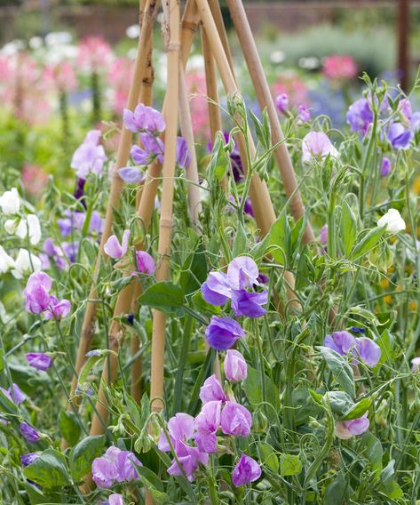 Grow Sweet Peas, Pea Plants, Growing Sweet Peas, Sweet Pea Plant, Growing Sunflowers, Pea Plant, Sweet Pea Seeds, Sweet Pea Flowers, Growing Dahlias