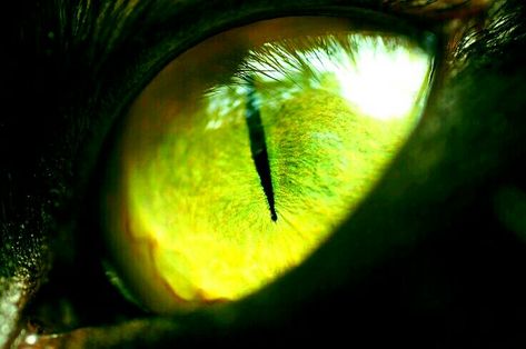 Dragon Eyes Aesthetic, Green Dragon Aesthetic, Green Demon, Dark Gothic Art, Eyes Aesthetic, Dragon Eyes, Oc Board, Demon Eyes, Dragon Eye