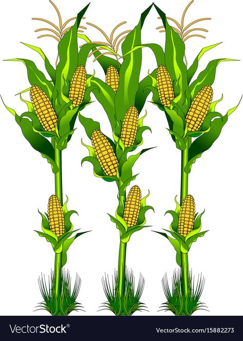 Corn on the field Royalty Free Vector Image - VectorStock John Deere Birthday Party, Plants Kindergarten, 3d Karakter, Plant Clips, Flower Logo Design, Yellow Corn, Corn Plant, Lord Ganesha Paintings, Wall Murals Painted