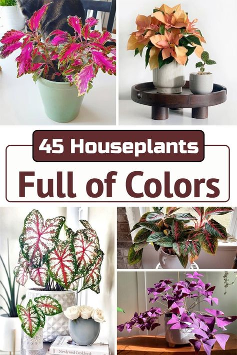 Add a dash of tints and hues to your rooms with the addition of these incredibly beautiful and easy to maintain Houseplants Full of Colors! Colourful Indoor House Plants, Colorful House Plants Indoor, Colourful Indoor Plants, Prettiest House Plants, Blue House Plants, Interesting House Plants, Houseplant Combinations, Colorful House Plants, Hostas Plants