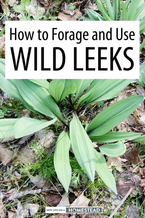 Wild leeks are great plants to forage even for newbies, packed with nutrients, and a good replacement for onions. #foraging #leeks #selfreliance Vegetable List, Leek Plant, Spring Foraging, Earth Magick, Wild Leeks, Wild Ramps, Medicinal Weeds, Medicinal Wild Plants, Mushroom Foraging