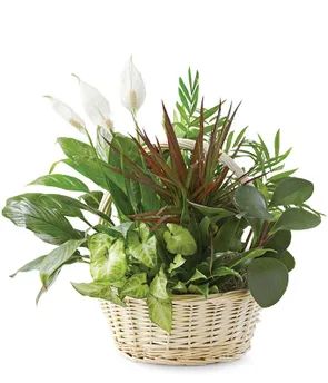 Sympathy Plants, Peace Lily Plant, Cheap Plants, Dish Gardens, Plant Arrangements, Fresh Flower Bouquets, Lily Plants, Dish Garden, Plant Delivery