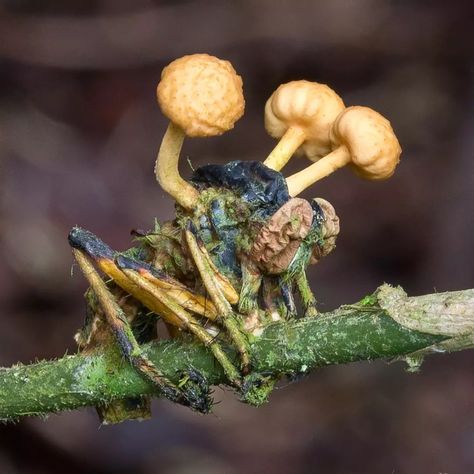 Danny Newman on Instagram: “Ophiocordyceps dipterigena group Vohimana Forest, Andasibe, Madagascar https://mushroomobserver.org/182219 #allthemushroomhashtags…” Bugs On Mushrooms, Mycology Aesthetic, Dark Mushroom Aesthetic, Cordyceps Zombies, Overtaken By Nature, Deadly Mushrooms, Tree Hopper, Lichen Moss, Growth And Decay