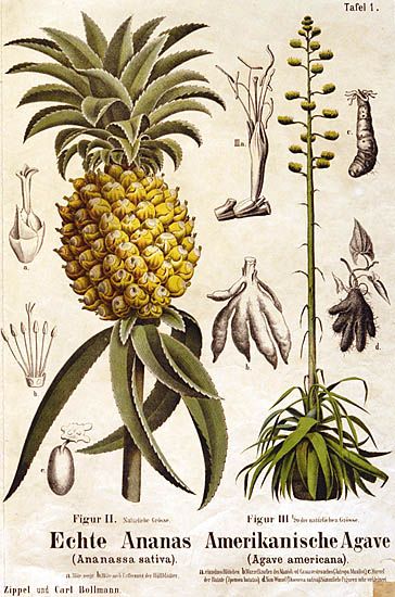 Vintage Fruit Illustration, Pineapple Vintage, Craft Beer Design, Floral Print Wallpaper, Tropical Illustration, Herbal Plants, Beer Design, Fruit Illustration, Scientific Illustration