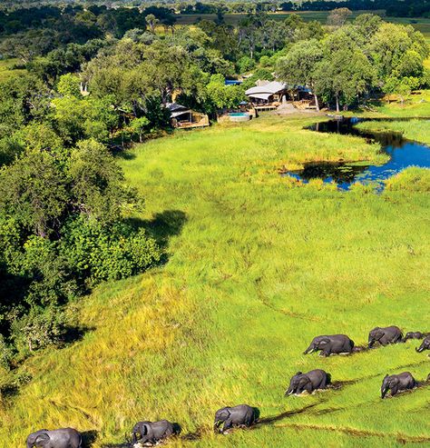 Camp Architecture, Safari Camp, International Architecture, Modernist Design, Botswana, The Landscape, Stepping Stones, Golf Courses, Places To Go