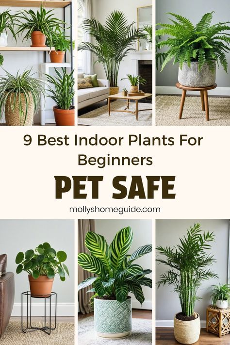 Looking to introduce indoor plants into your home but want them to be safe for your pets and children? Check out our collection of the best indoor plants for beginners that are pet-safe and non-toxic. These easy-to-care-for plants are perfect for pet owners or those with little gardening experience. Explore our selection of pet-friendly indoor plants, including low light options and succulents that will brighten up your space without posing a risk to curious pets or kids. Beginner Friendly Plants, Pet Friendly Indoor Plants, Beginner Plants Indoor, Pet Safe House Plants, Best Indoor Plants For Beginners, Indoor Plants Pet Friendly, Indoor Plants For Beginners, Pet Friendly House Plants, Safe House Plants