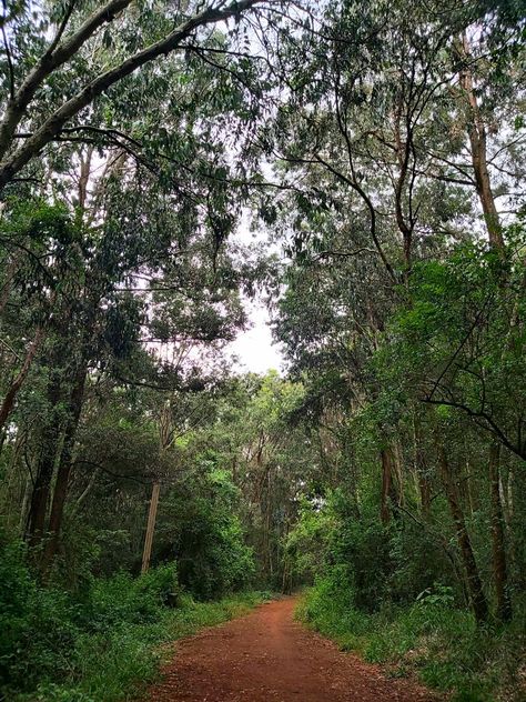 Karura Forest in Kenya, East Africa on a cloudy day Karura Forest, Karura Forest Kenya, Cool Backgrounds Wallpapers, Bear Wallpaper, Cloudy Day, Nature Trail, Places Of Interest, Cool Backgrounds, Outdoor Activities