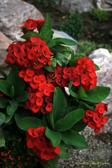 Crown Of Thorns Plant, Euphorbia Milii, Wildflower Garden, Cactus Flowers, Crown Of Thorns, Cactus Y Suculentas, Glass Garden, Cactus And Succulents, Exotic Flowers