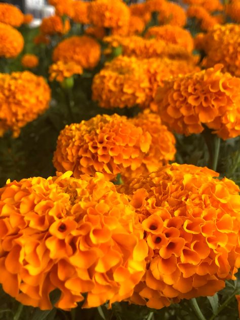 Mexican origin and representative flower of the day of deaths Frida Core, Day Of The Dead Flowers, Mexican Celebrations, Orange Theme, Mexican Flowers, Fleur Orange, Marigold Flower, Leg Sleeve, Character Aesthetics