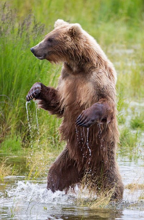 Standing Grizzly Bear © Mark Williams Standing Grizzly Bear, Mark Williams, Eagle Pictures, Bear Paintings, Bear Photos, Bear Arms, Baylor Bear, Nature Birds, Grizzly Bear