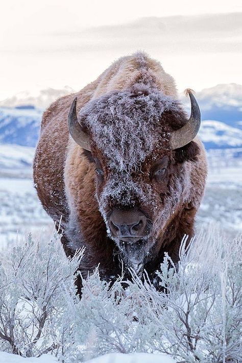 American bison (buffalo) in a frost covered winter landscape. Photo Animaliere, Animals Photography, American Bison, Mule Deer, Manx, Majestic Animals, Animal Photos, Amazing Animals, Chinese Zodiac