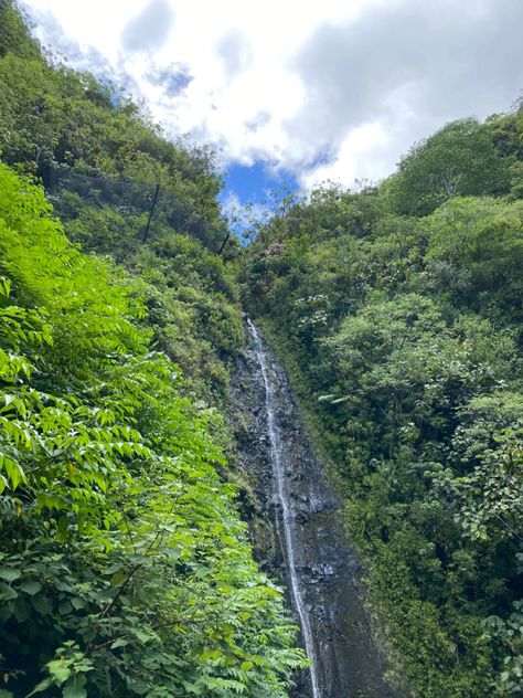 Manoa Falls, Oahu tourist attraction waterfall Hawaii hike tour trail tropical Moana Falls Oahu, Manoa Falls Oahu, Waterfall Hawaii, Hawaii Hike, Manoa Falls, Oahu Hikes, Hawaii Hikes, Hawaii Trip, Style 2023