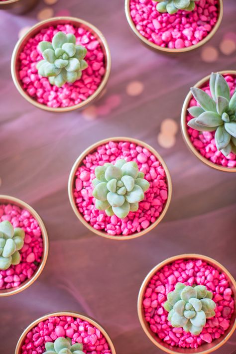 Beautiful color inspiration Like and Repin.  Noelito Flow instagram http://www.instagram.com/noelitoflow نباتات منزلية, Succulent Gifts, Mini Succulents, Small Potted Plants, Cactus Y Suculentas, Cactus And Succulents, Succulents Garden, Cacti And Succulents, Green Plants