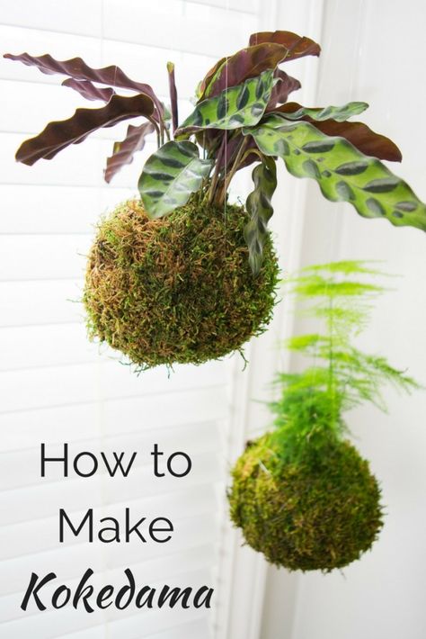 Kokedama, or Japanese moss balls, are easy to make and look amazing hanging in a bright window! Learn how to make your own in this handy tutorial. Japanese Moss Balls, Hanging Plants Diy, String Garden, Moss Ball, Indoor Planting, نباتات منزلية, Moss Balls, Moss Garden, Cactus Decor