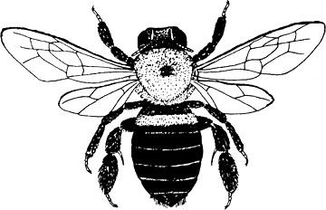 Carpenter bees - info from University of Missouri Extension Service Honey Bee Drawing, Female Carpenter, Bee Drawing, Carpenter Bee, One Egg, Small Insects, Bee Tattoo, Bumble Bees, University Of Missouri