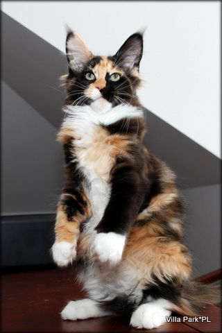 Pin on Fur Babies! Calico Braids, Kitten Beauty, Train Cats, Training Cats, Cat Guide, Cats Tips, Calico Cats, Söpö Kissa, Cats Photos