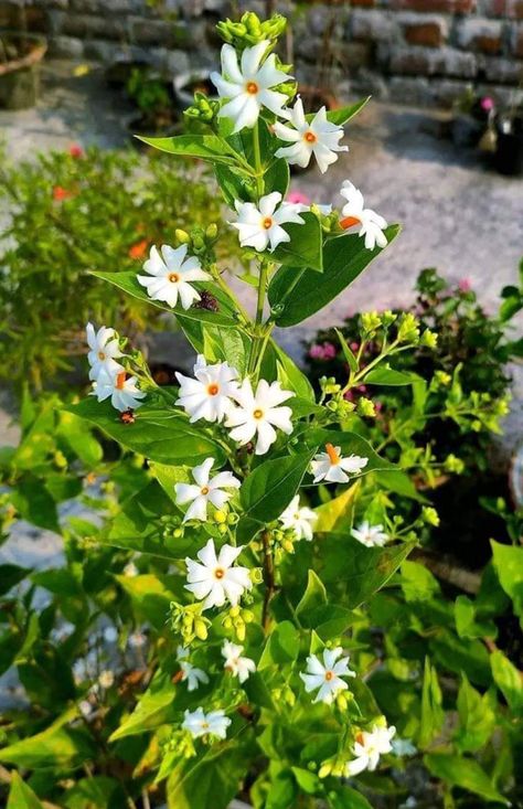 Parijat Flower, Flower Garden Pictures, Simple Dance, Jasmine Plant, Nature Photography Flowers, Good Morning Beautiful Flowers, Fruit Flowers, Long Hair Wedding Styles, Wallpaper Nature Flowers