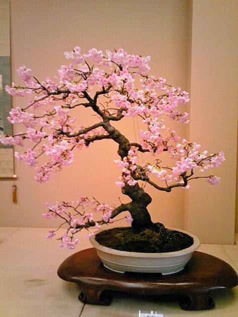 Cherry Bonsai, Cherry Blossom Bonsai Tree, Bonsai Tree Tattoos, Flowering Bonsai Tree, Japanese Bonsai Tree, Bonsai Tree Types, Bonsai Tree Care, Indoor Bonsai Tree, Japanese Tree