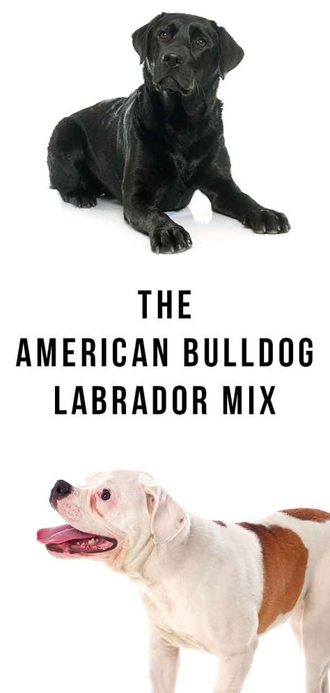 Dog Breeds Chart, Types Of Puppies, Lab Mix Puppies, Dog Images Hd, Snoopy Dog House, Dog Breeds Pictures, American Bull, Labrador Mix, Dog Breeds List